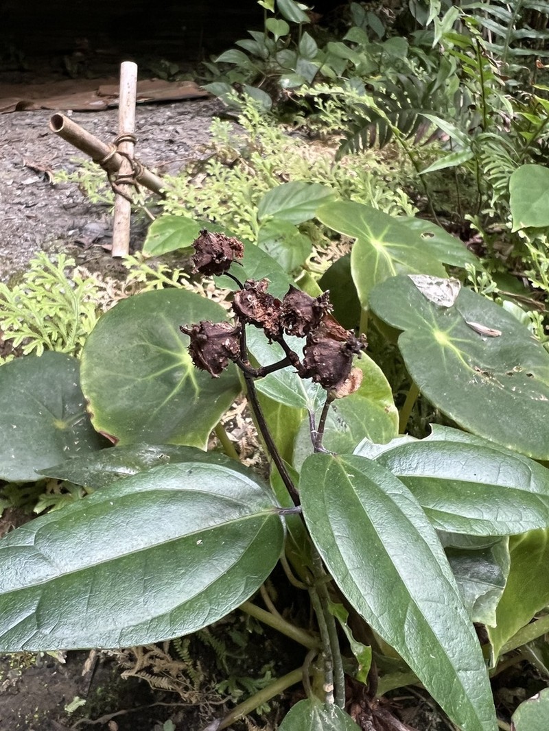 Begonia ciliatifolia photo 2