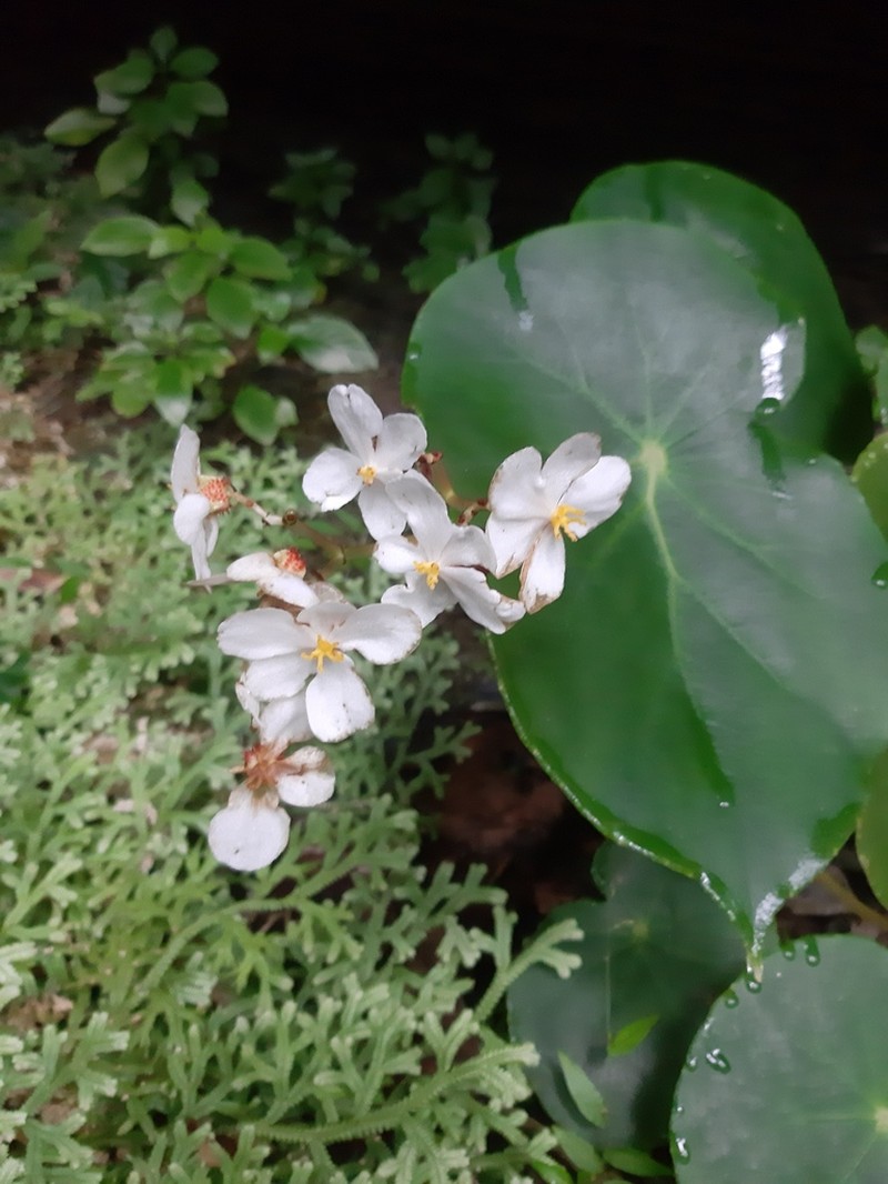 Begonia ciliatifolia photo 3