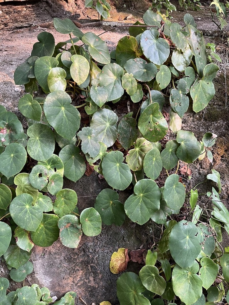 Begonia ciliatifolia photo 4