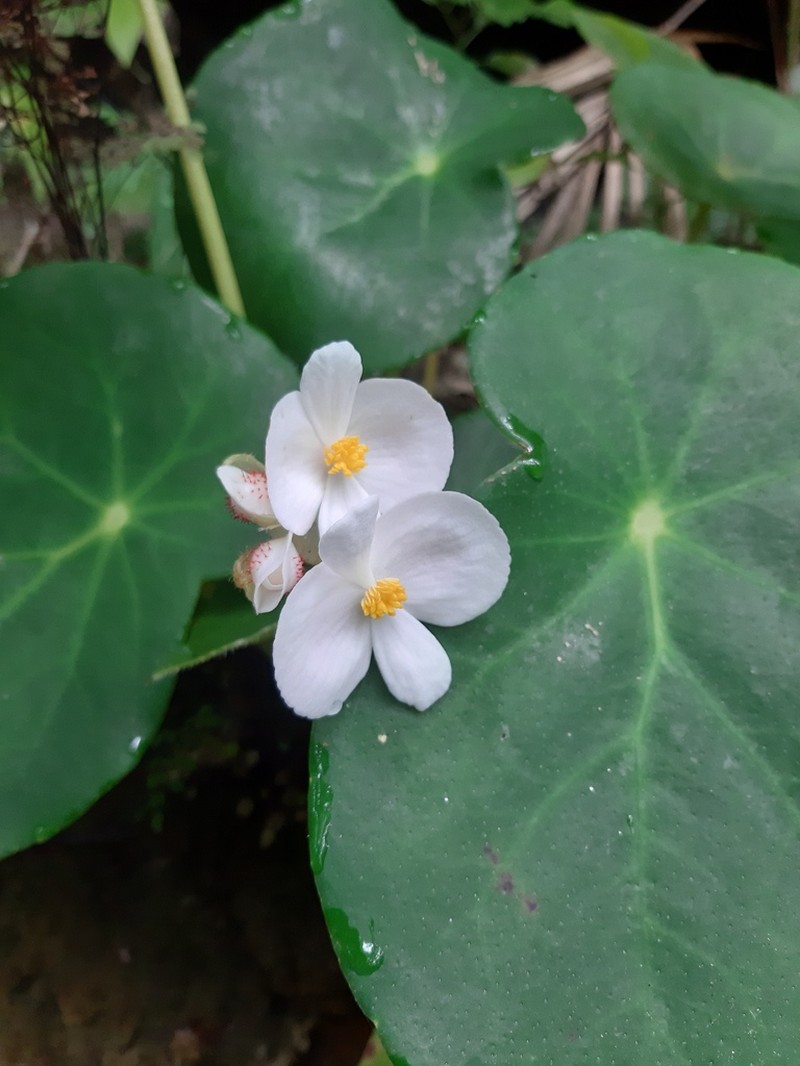 Begonia ciliatifolia photo 5