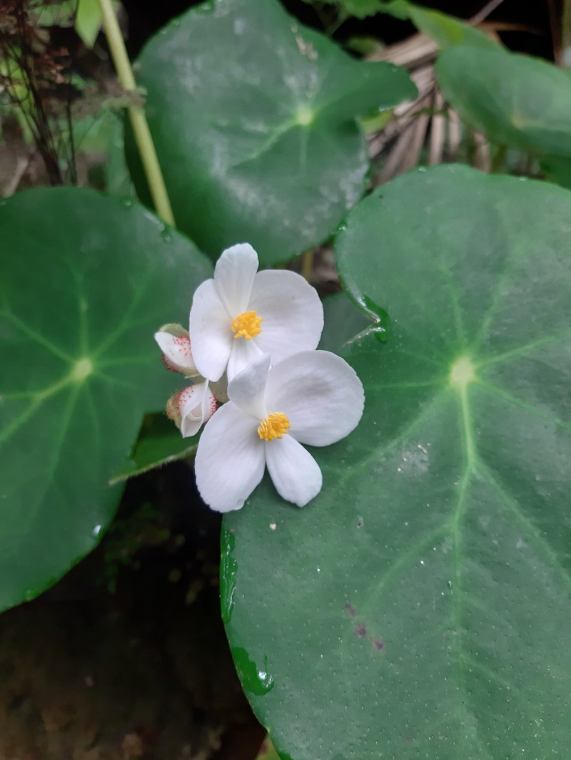 Begonia ciliatifolia photo 7