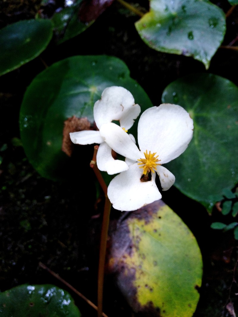 Begonia ciliatifolia photo 8