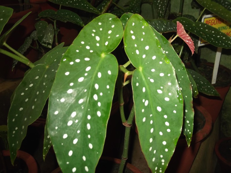 Scarlet Begonia photo 2