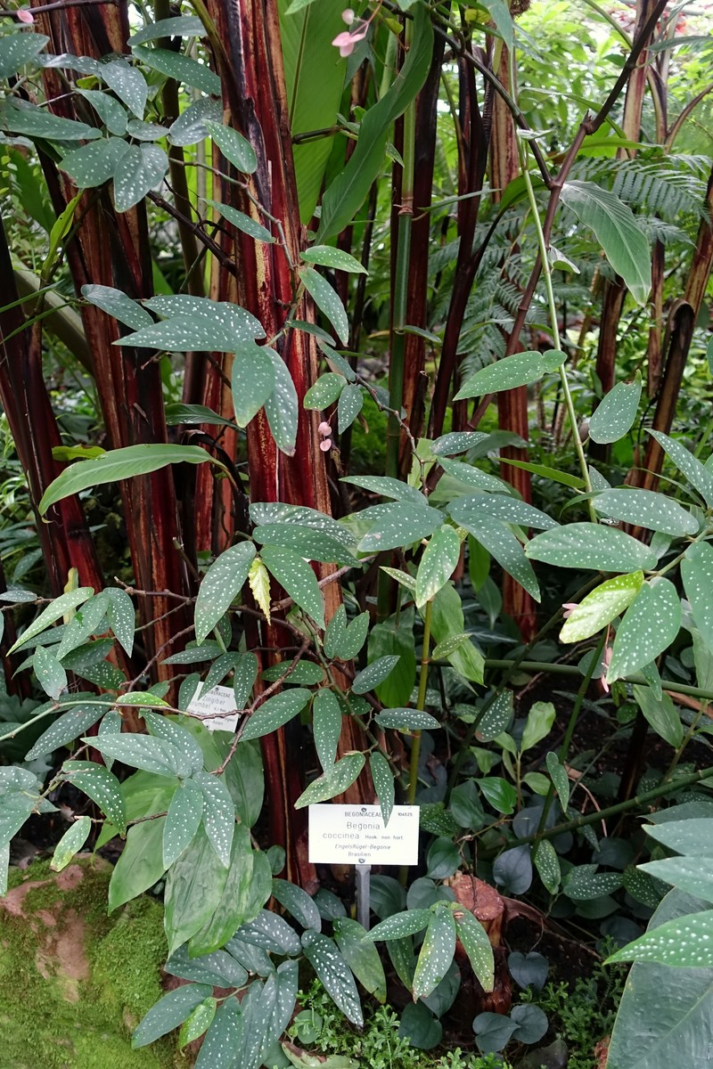 Scarlet Begonia photo 3