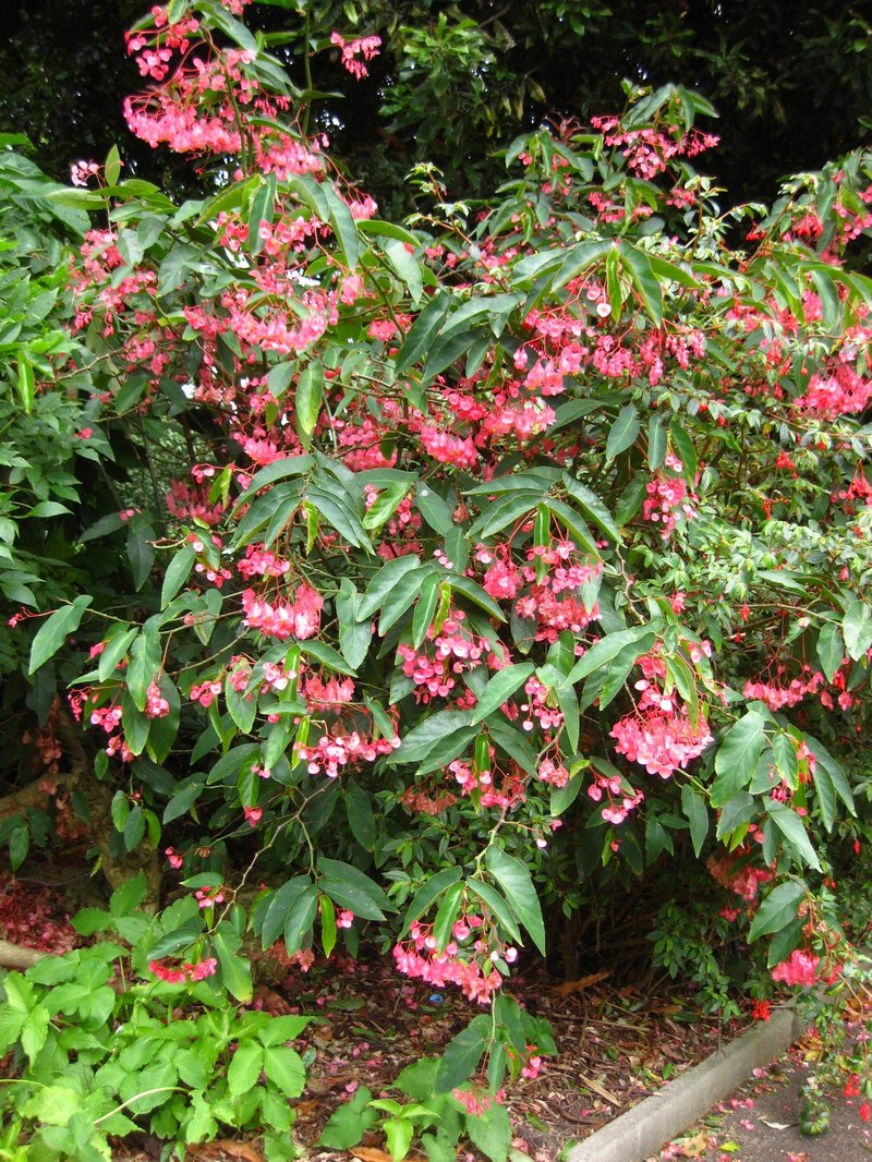 Scarlet Begonia