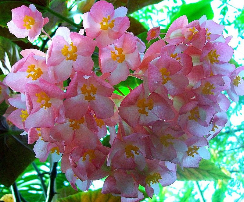 Scarlet Begonia photo 4
