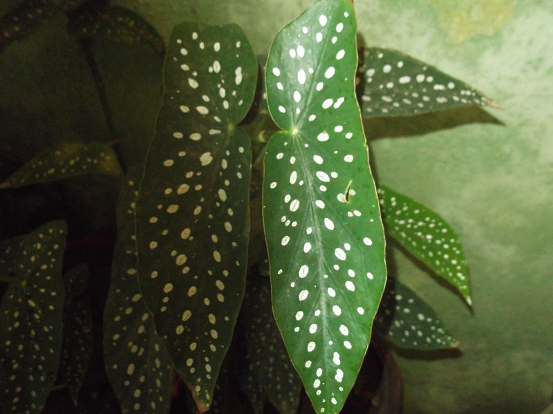 Scarlet Begonia photo 5