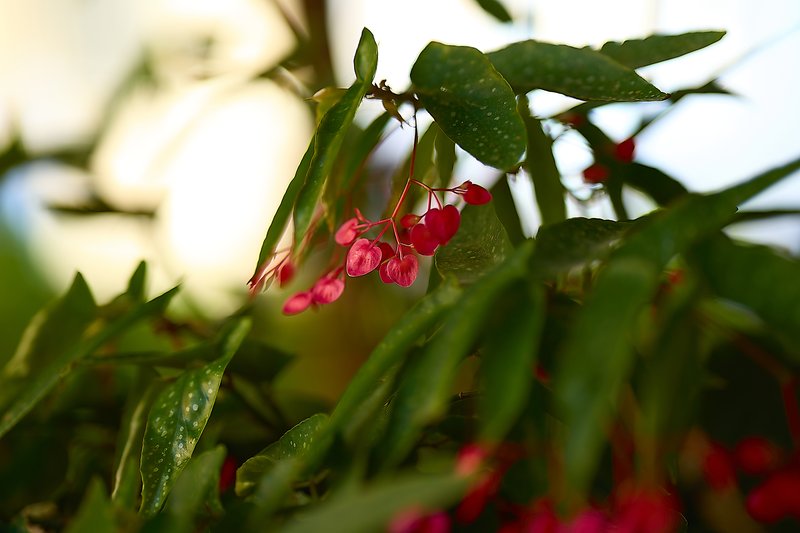 Scarlet Begonia photo 6