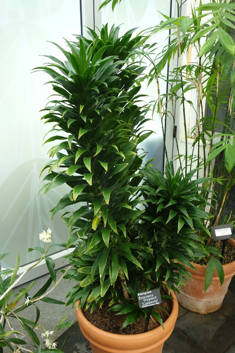 Begonia compacta