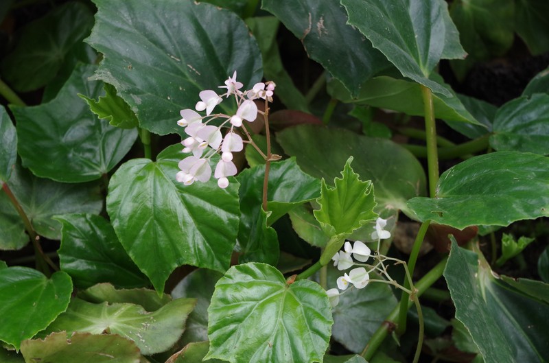 Morning-Glory Begonia