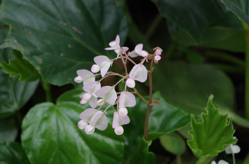Morning-Glory Begonia photo 2