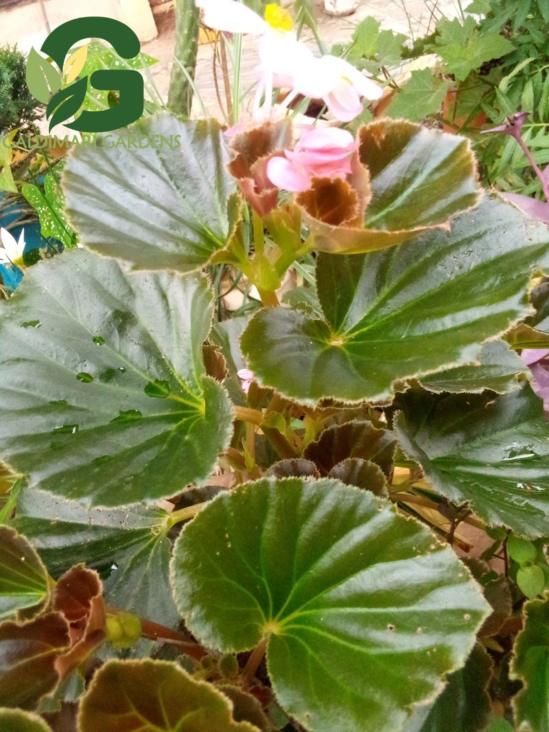 Clubed Begonia photo 2