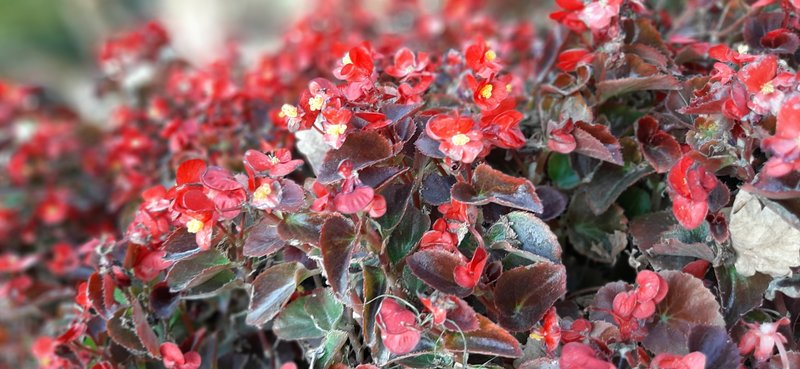 Clubed Begonia photo 3