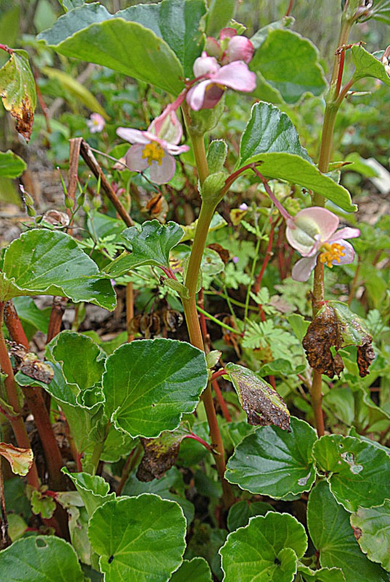 Clubed Begonia photo 4