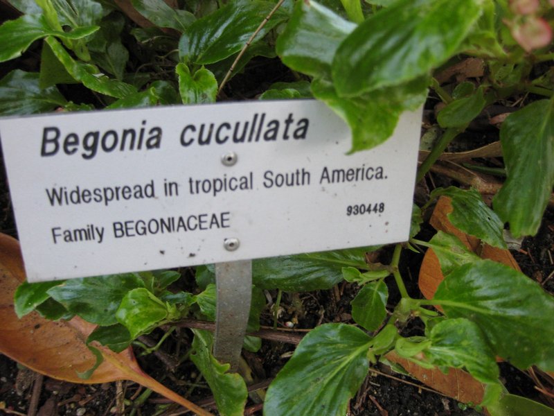 Clubed Begonia photo 6