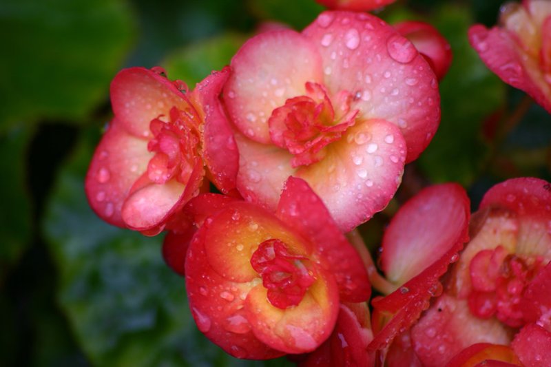 Clubed Begonia photo 7