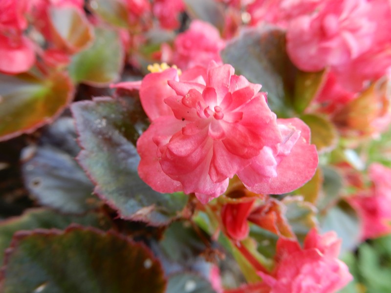 Clubed Begonia