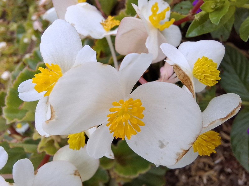 Clubed Begonia photo 8