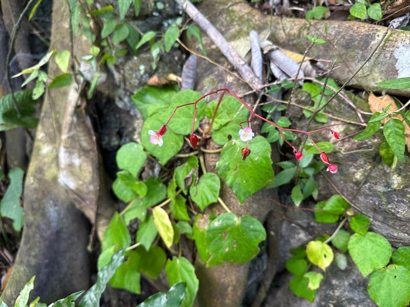 Begonia culasiensis