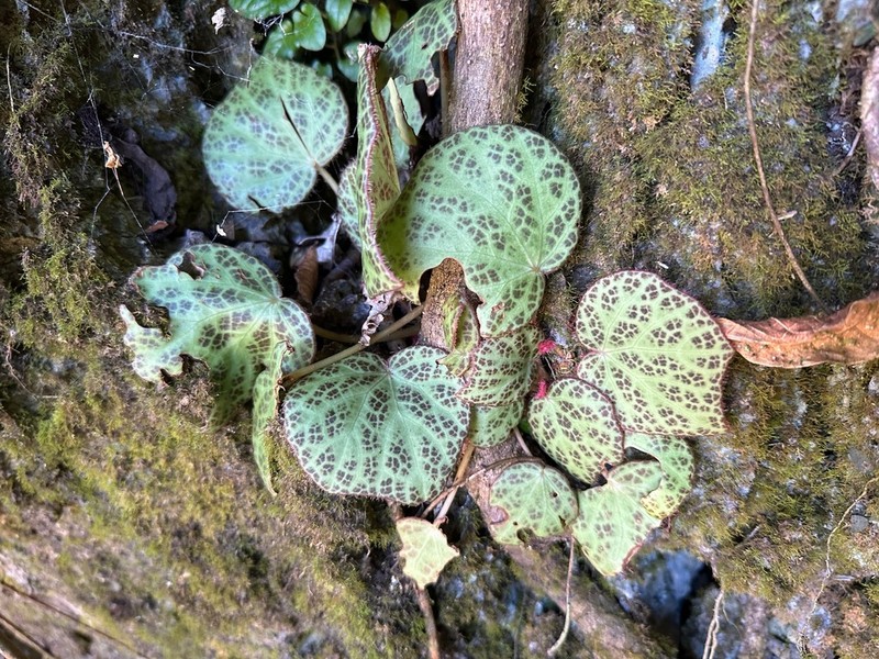 Begonia culasiensis photo 2