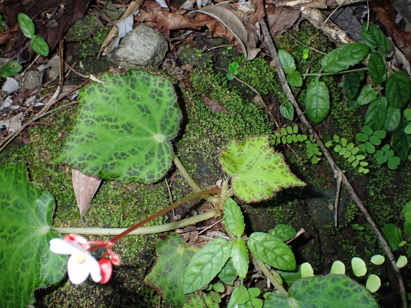 Begonia culasiensis photo 3