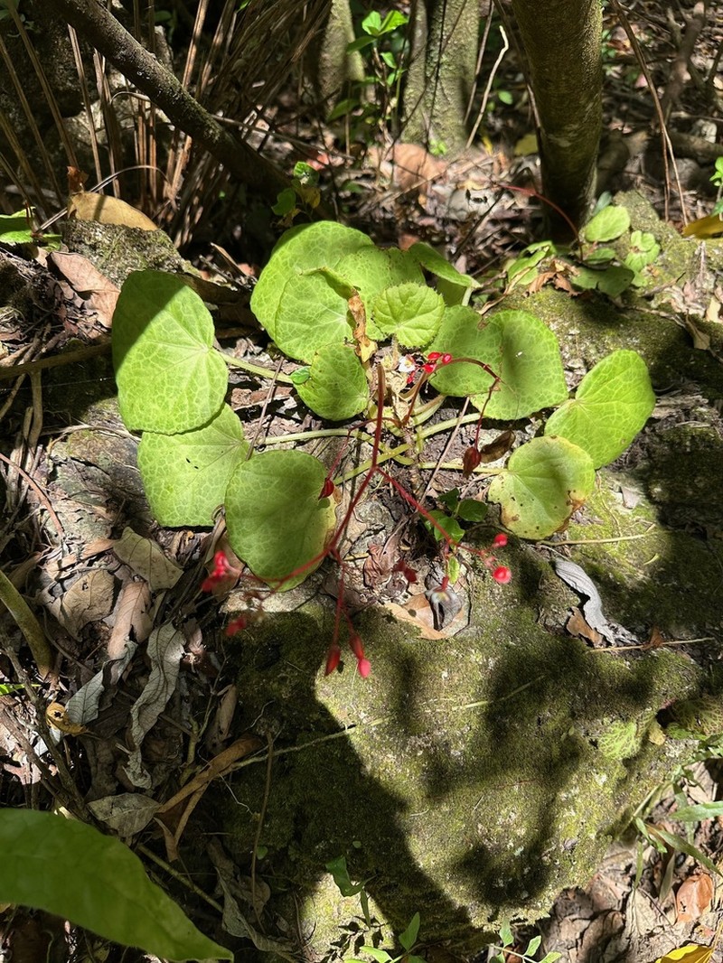Begonia culasiensis photo 4