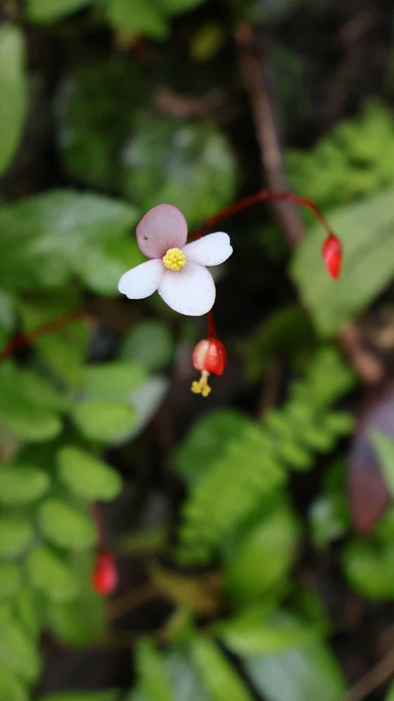 Begonia culasiensis photo 5