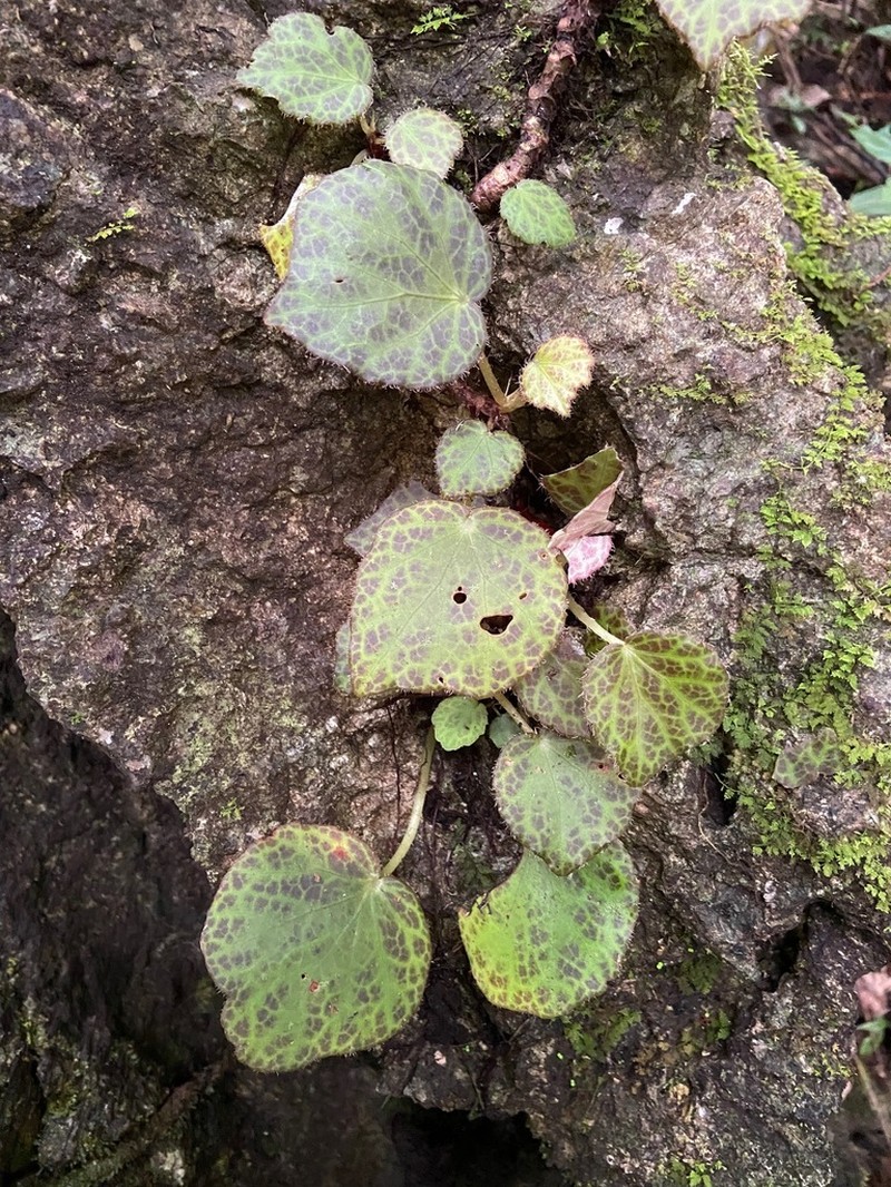 Begonia culasiensis photo 6