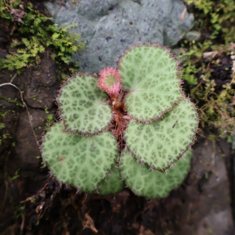 Begonia culasiensis photo 7