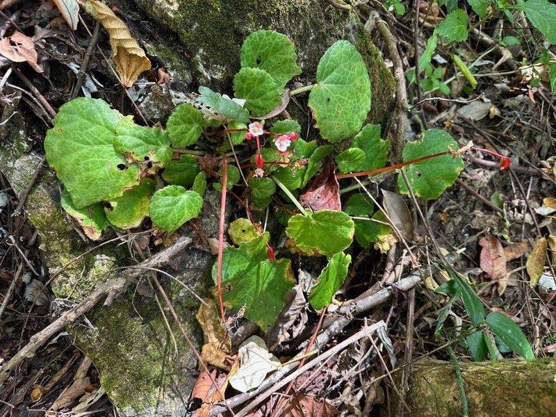 Begonia culasiensis photo 8