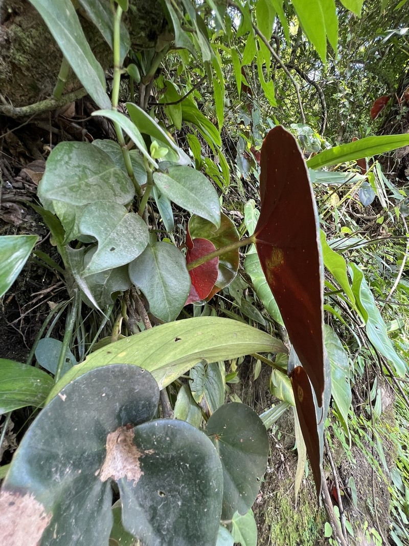 Begonia cunhambebei