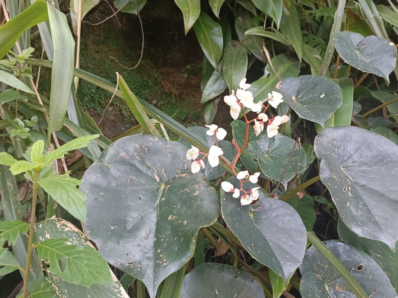 Begonia cunhambebei photo 2