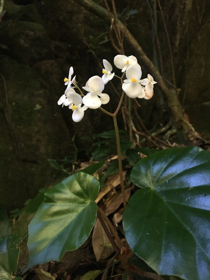 Begonia cunhambebei photo 3