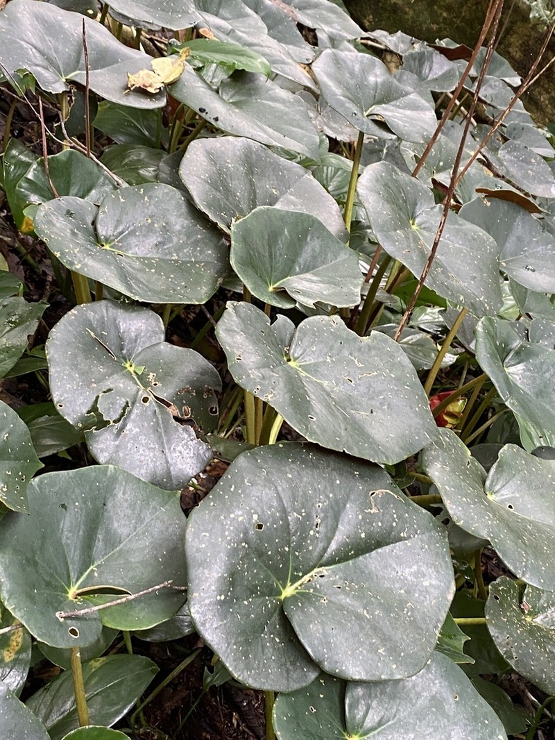 Begonia cunhambebei photo 4