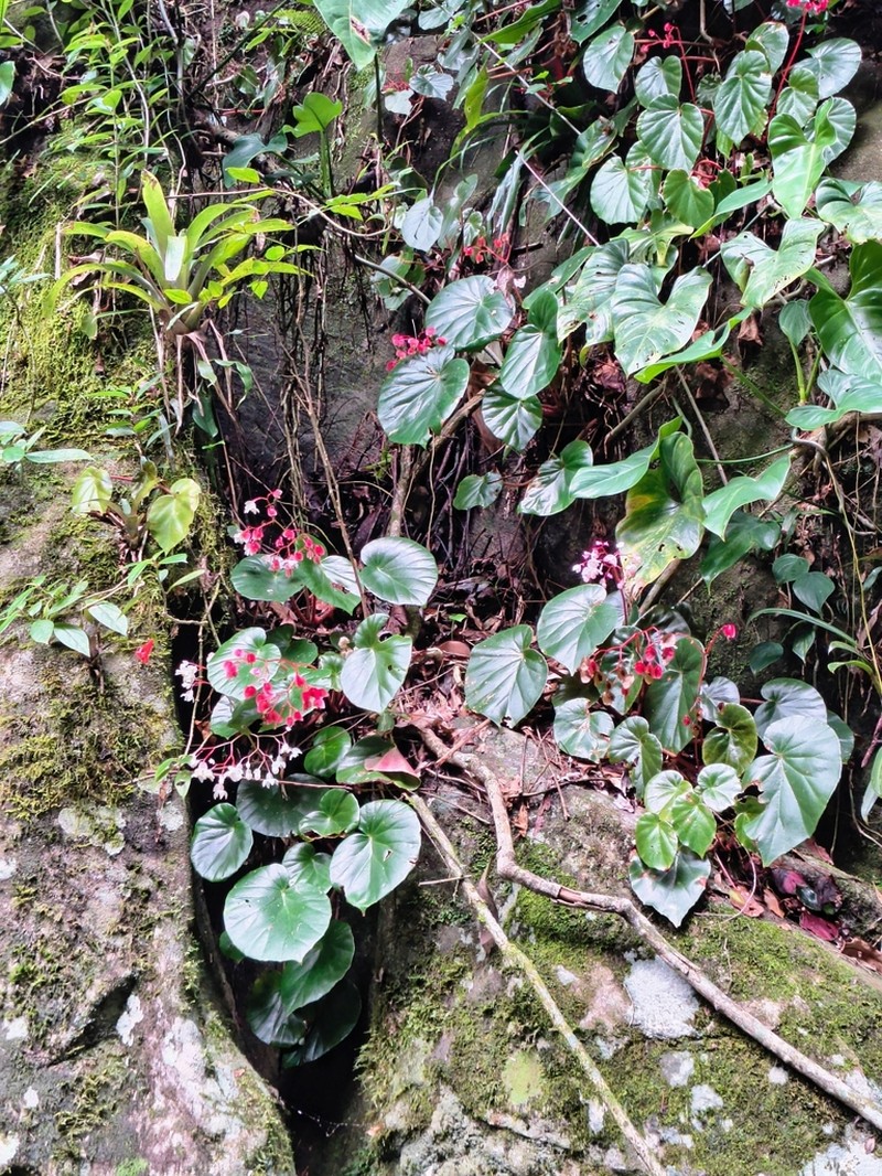 Begonia cunhambebei photo 6