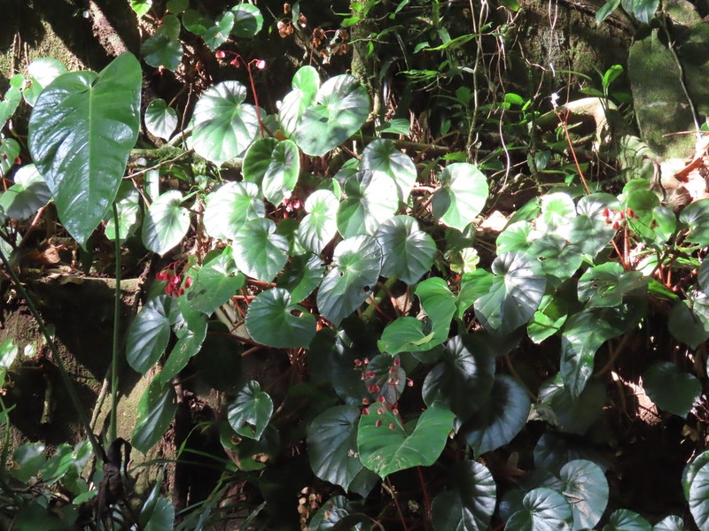 Begonia cunhambebei photo 7