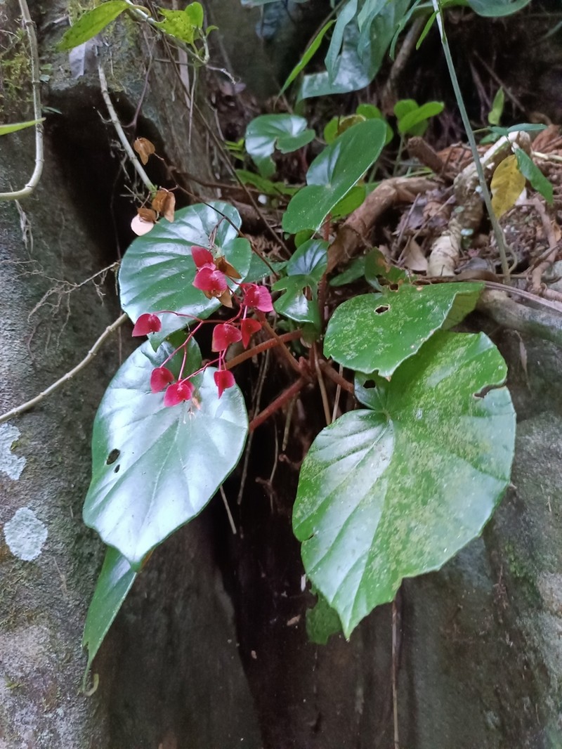 Begonia cunhambebei photo 8