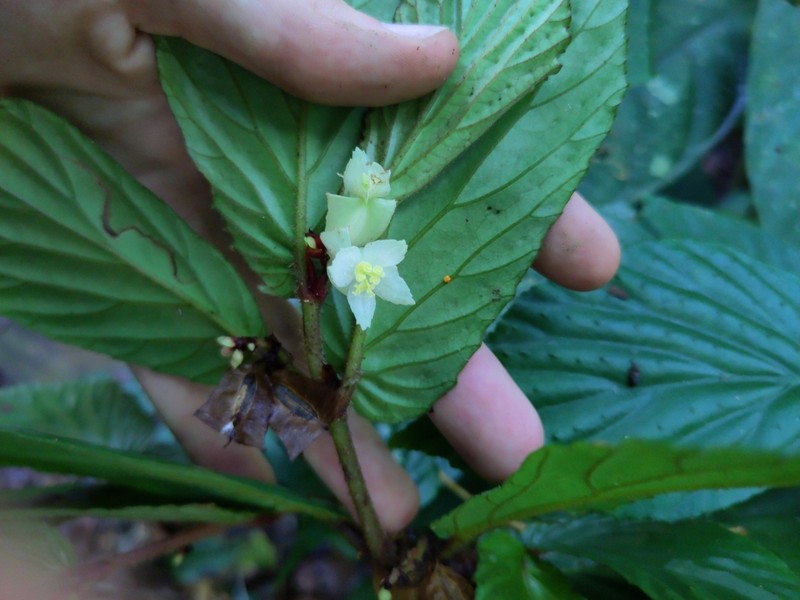 Begonia danumensis