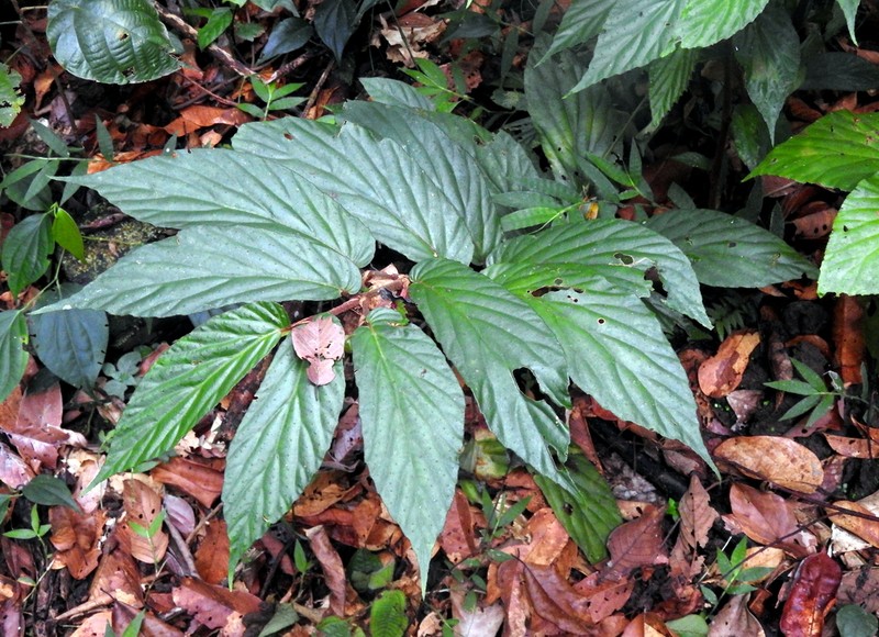 Begonia danumensis photo 2