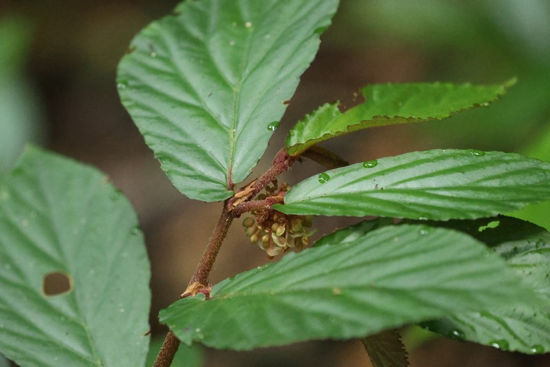 Begonia danumensis photo 3