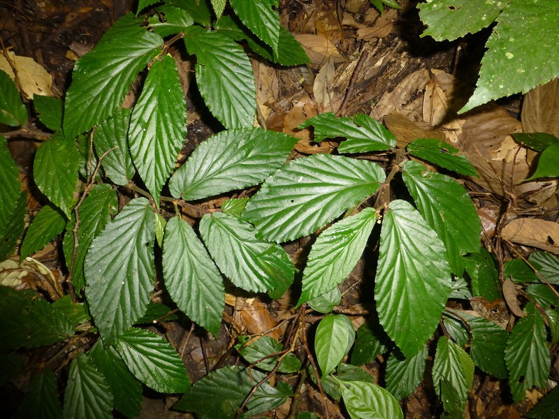 Begonia danumensis photo 4