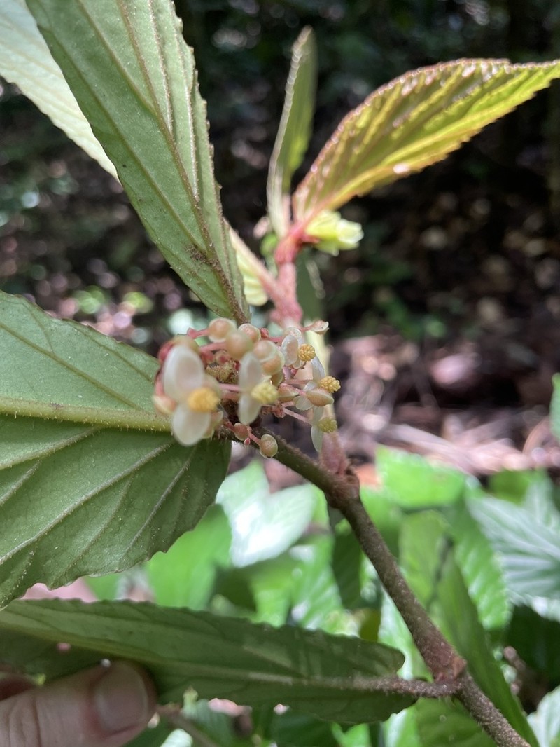 Begonia danumensis photo 5