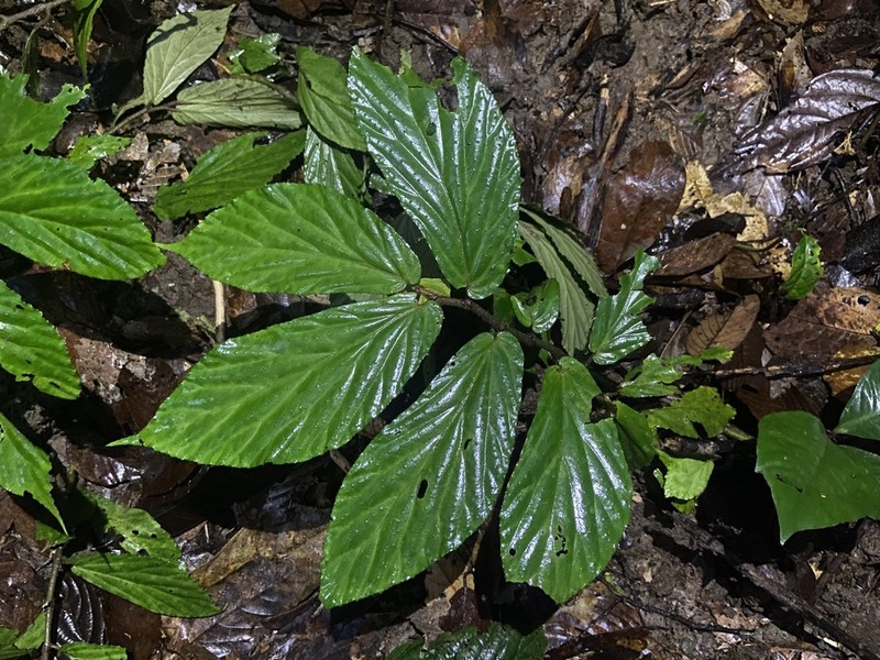 Begonia danumensis photo 6