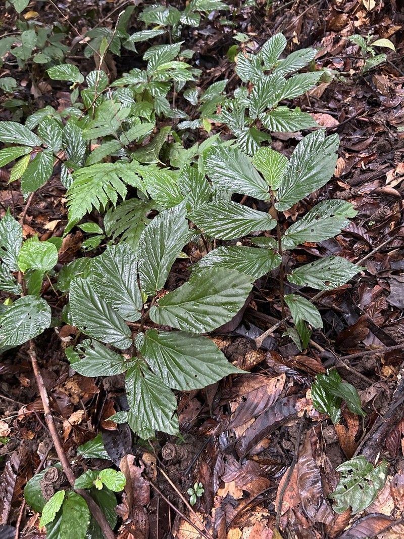 Begonia danumensis photo 7