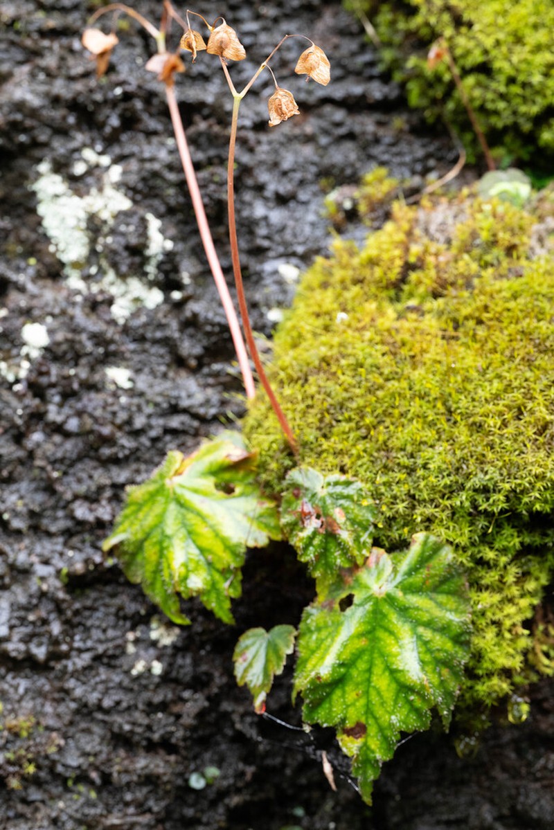 Begonia danxiaensis