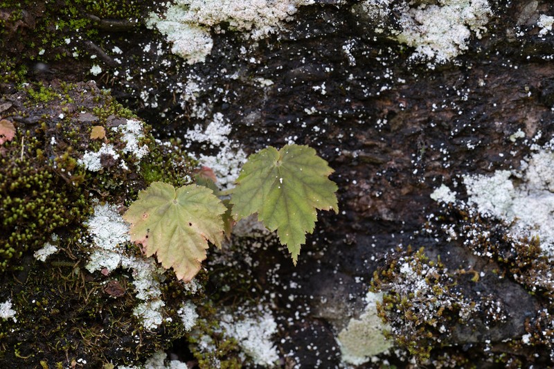 Begonia danxiaensis photo 3