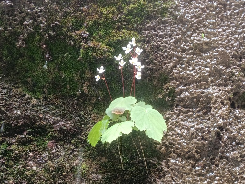Begonia danxiaensis photo 4