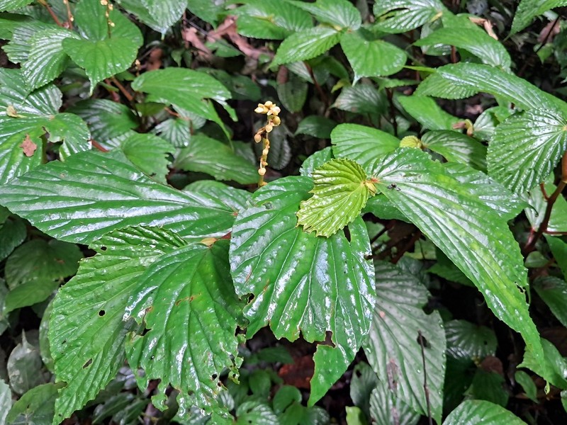 Begonia dasyantha