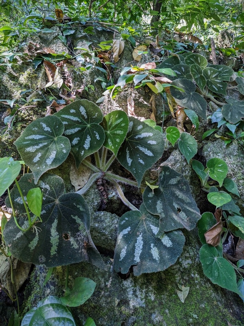 Begonia datii