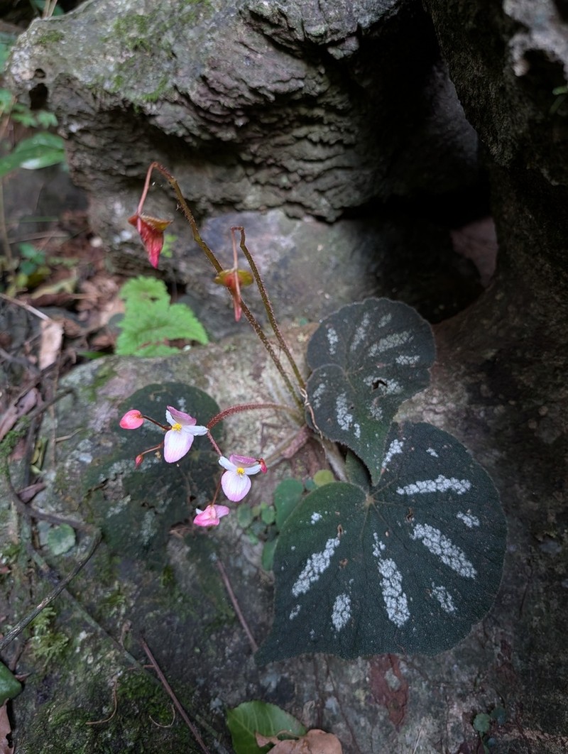 Begonia datii photo 2